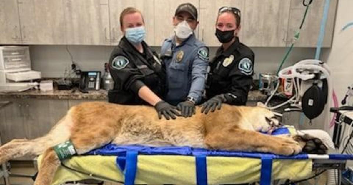 Mountain lion tranquilized inside California office building after video shows officers chase it through industrial park