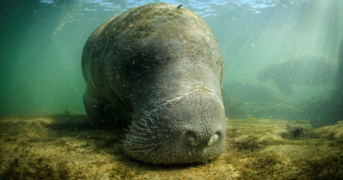 Deal reached on manatee habitat protections