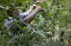 Harvesting the marijuana crop 