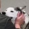 Dog separated from owner in Bucha reunites with him
