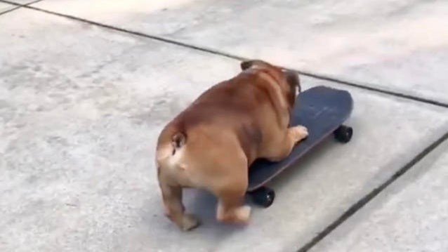 0406-cbsn-dog-skateboard-950818-640x360.jpg 