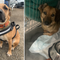 150 shelter dogs that survived starvation in Ukraine denied entry to Poland