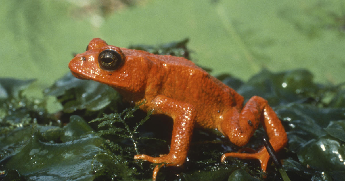 Demise of the golden toad shows climate change's massive extinction threat: "Absolutely terrifying"