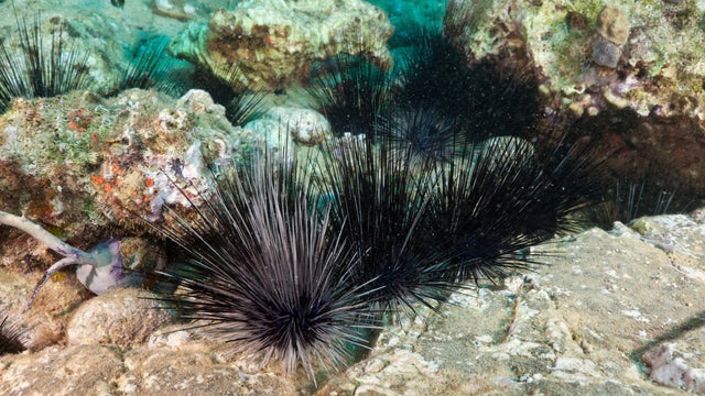 Longspined Sea Urchins in the Caribbean Sea 