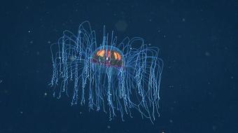 How mysterious deep-sea creatures help combat climate change 