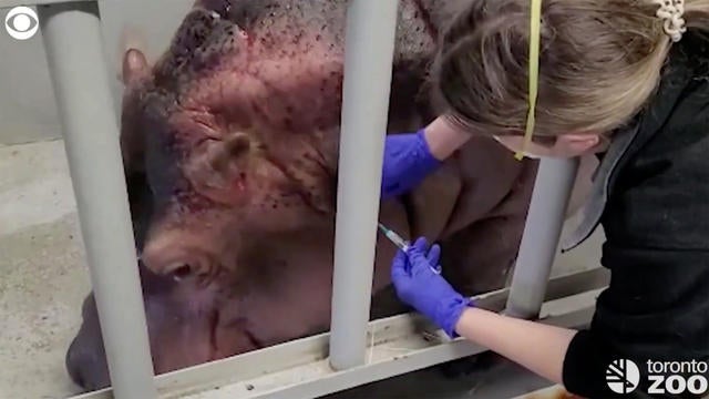 0422-cbsnews-social-toronto-zoo-animals-get-their-covid-974734-640x360.jpg 