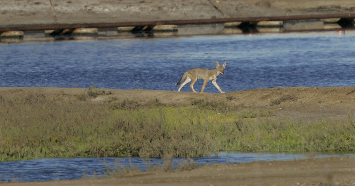 Police kill coyote that "came out of nowhere" and attacked 2-year-old girl on California beach