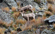 Nature: Bighorn sheep in Idaho 