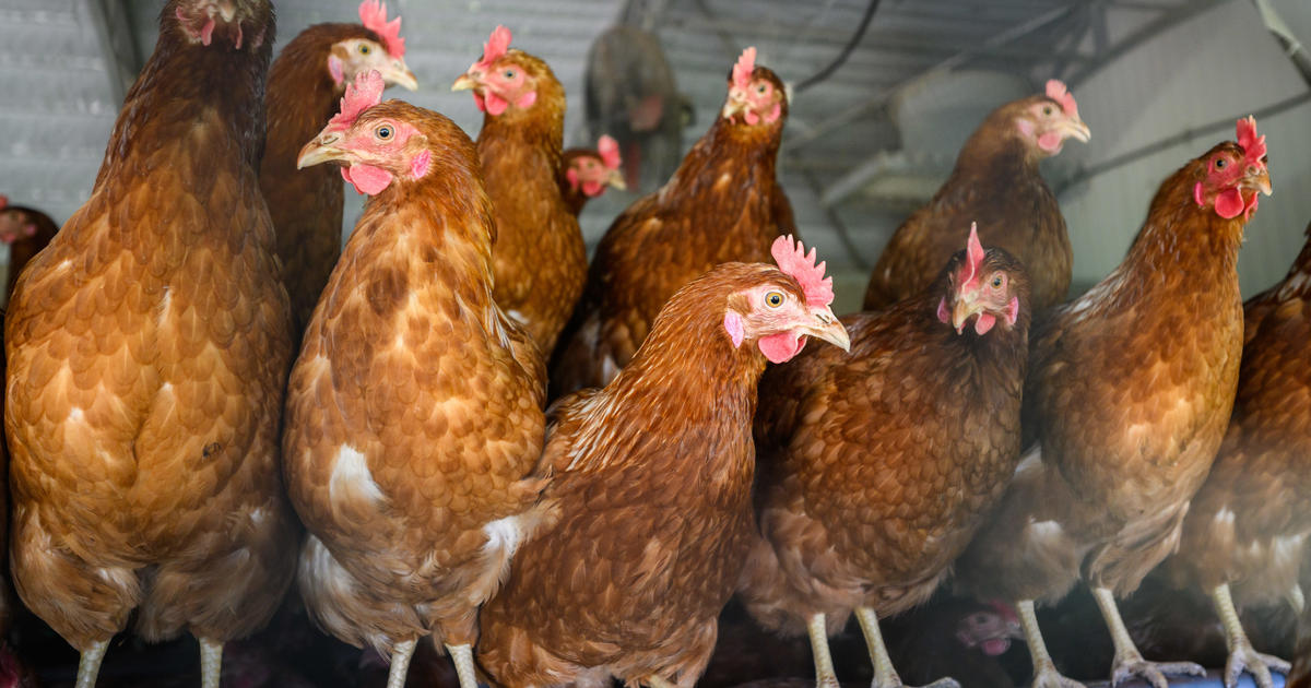Bird flu is driving up the price of more than just eggs and poultry
