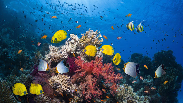Coral reef scenery 
