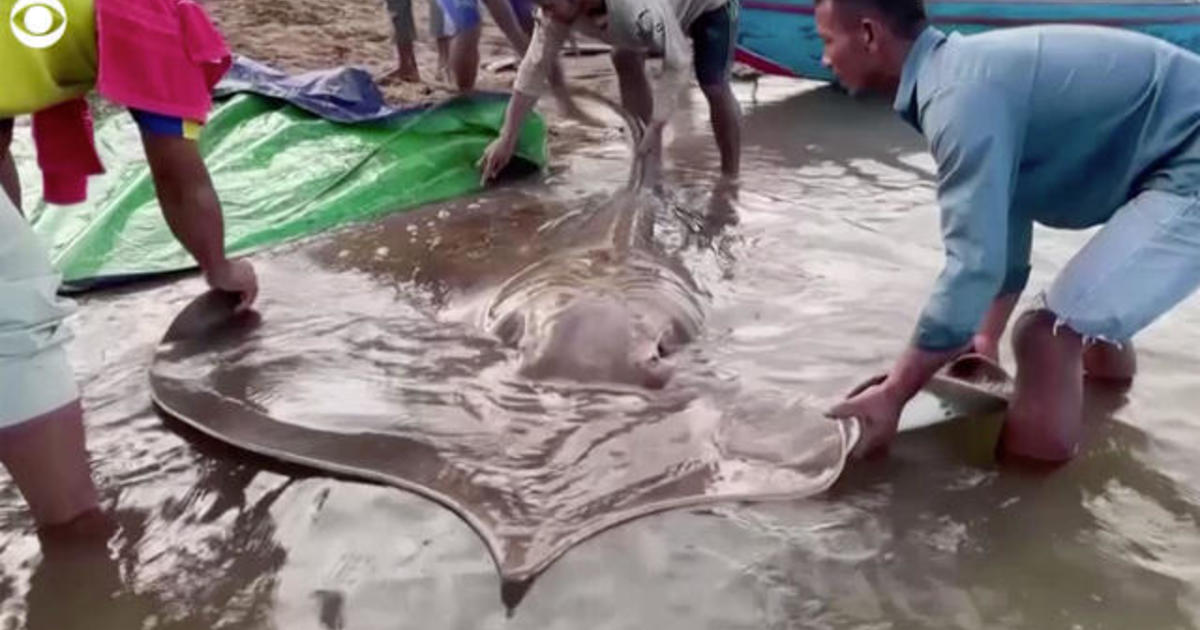 Giant stingray caught in Cambodia thumbnail