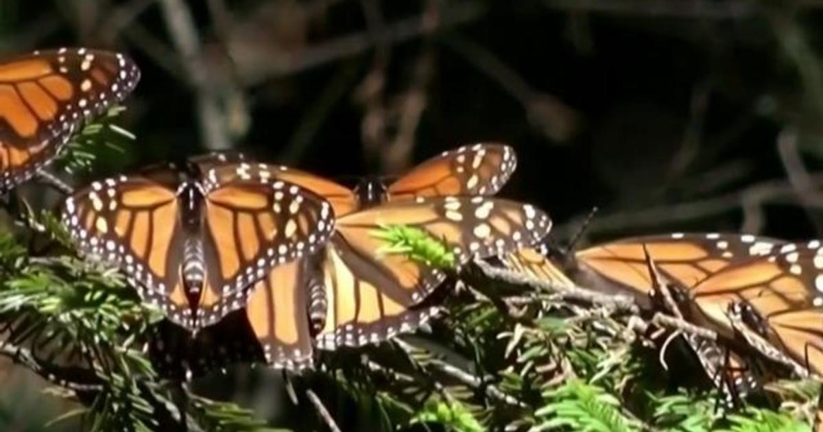 "Monarca: A Novel" shines light on urgent need to save monarch butterflies