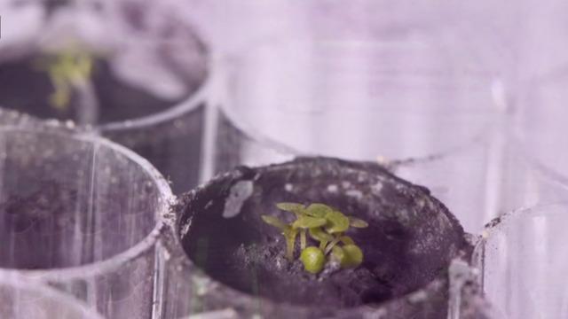 cbsn-fusion-scientists-grow-plants-in-soil-from-the-moon-thumbnail-1008700-640x360.jpg 