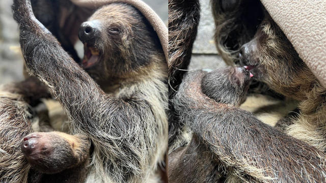 wildlife-learning-center-sloth-baby.jpg 