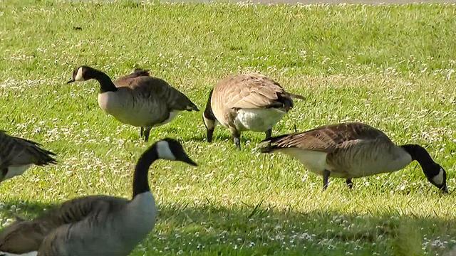 Geese in Foster City 