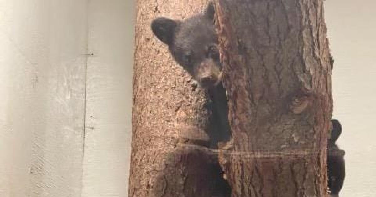 Police investigating after off-duty officer kills bear, orphaning her 2 cubs in Connecticut