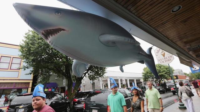 Increased Shark Sightings Along Cape Cod Coast Linked To Seal Population Growth 