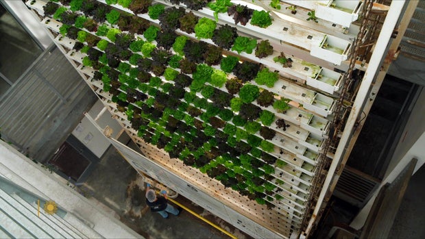 vertical-farming-1920.jpg