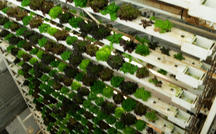 Vertical farms: A rising form of agriculture 