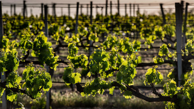 Exploring Santa Barbara County's Wine Country 