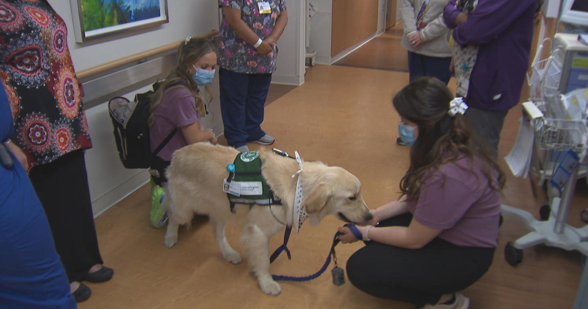 Buddy the dog joins Newton-Wellesley Hospital to provide support for patients and staff