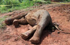 Dead Sumatran Elephant&#xD; 