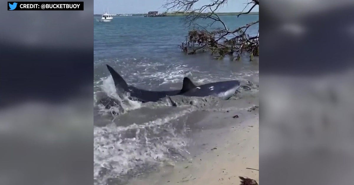 10-foot mako shark spotted on Long Island beach shore - Vimarsana News