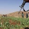 Taliban launch campaign to eradicate poppy crop in Afghanistan