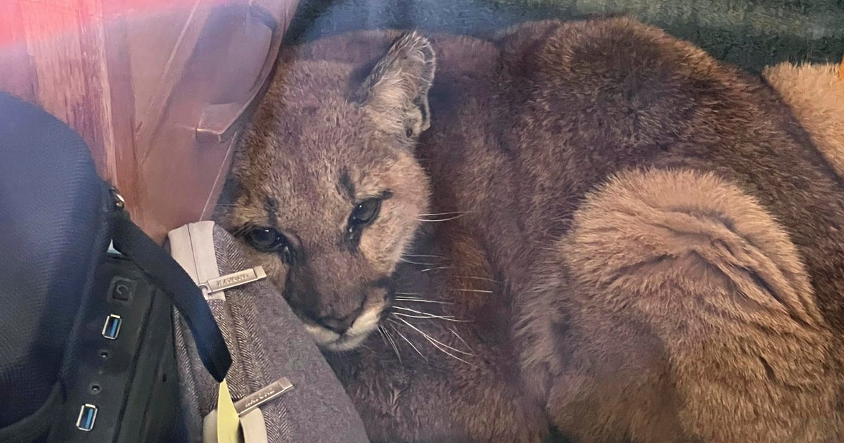 Cougar wanders into California classroom — one official thought it was a seniors' prank - Vimarsana News