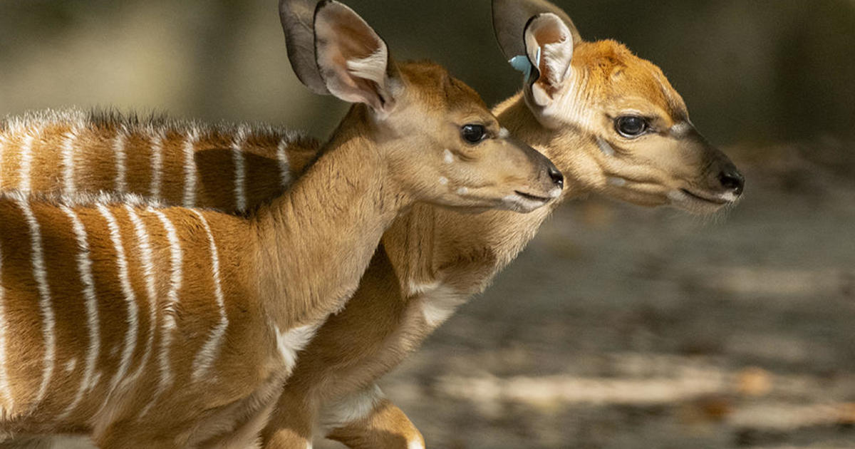 Zoo Miami celebrates the births of three Nyala antelopes