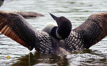 Extended Nature Video: Loons in Massachusetts 