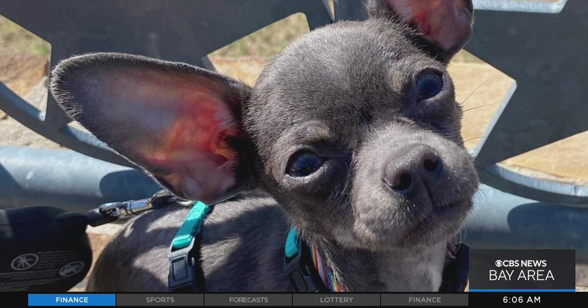 Tourists plea for return of Chihuahua stolen in San Francisco smash-and-grab
